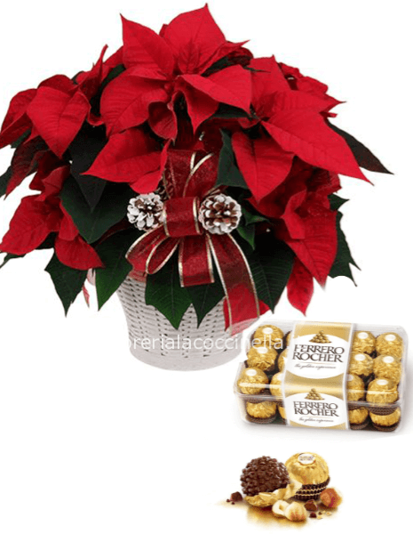 Stella di Natale & Ferrero Rocher