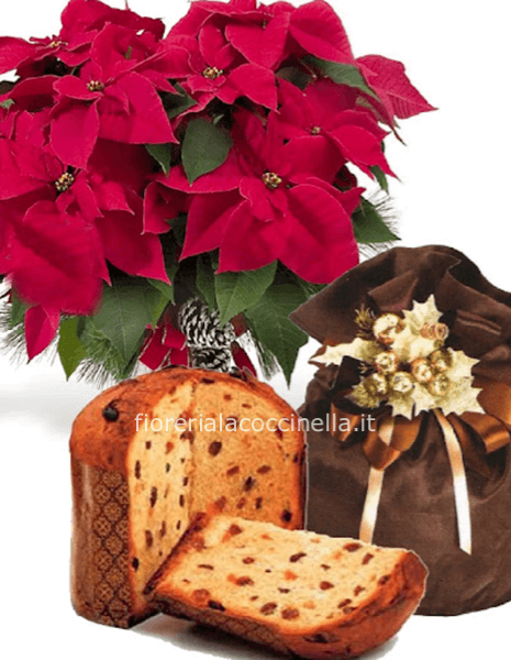 Stella di Natale & Dolce