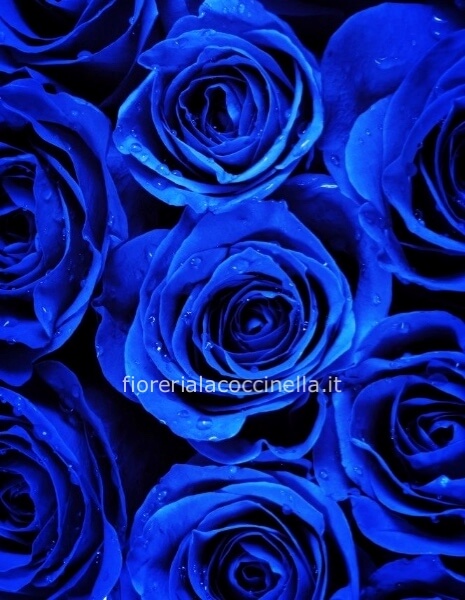 Rose Blu 70cm