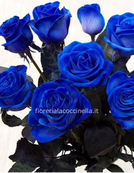 Rose Blu 80cm
