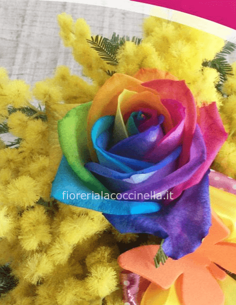 Rosa Arcobaleno70cm & Mimosa