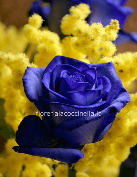 Rose Blu 70cm & Mimosa