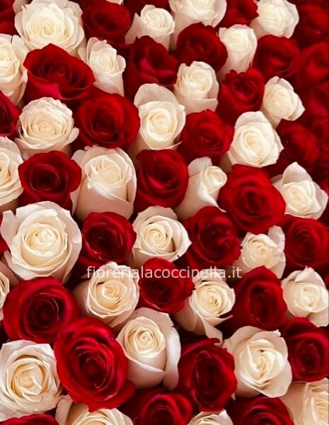STANDARD ROSE BIANCO E ROSSE