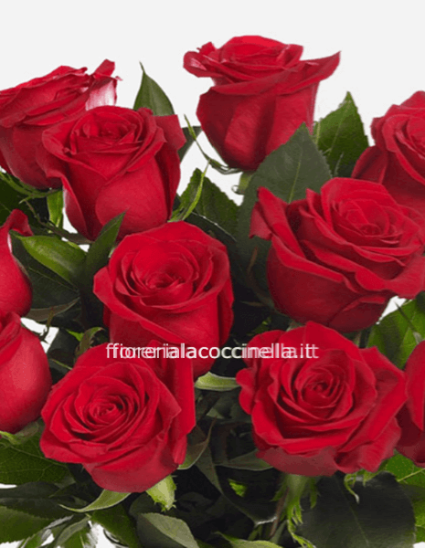 Rosa Rossa 70cm