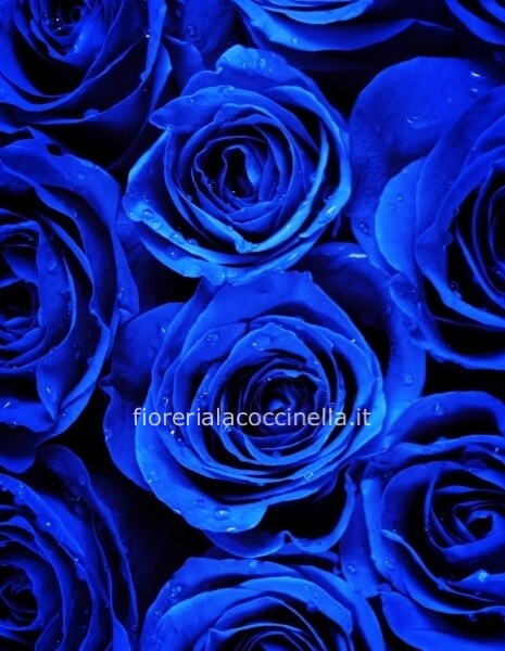 Rosa Blu 70cm