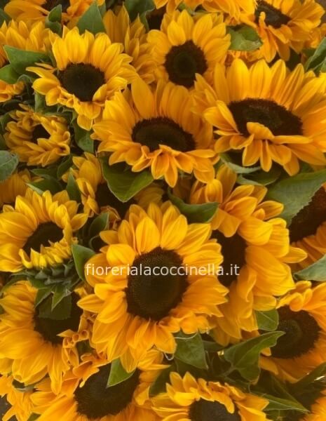 Girasoli