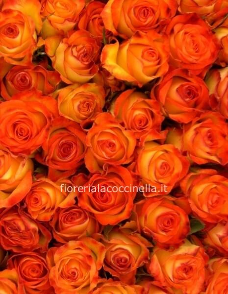 STANDARD ROSE ARANCIO