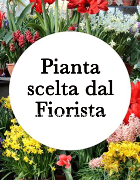 Pianta da Giardino scelta dal Fiorista