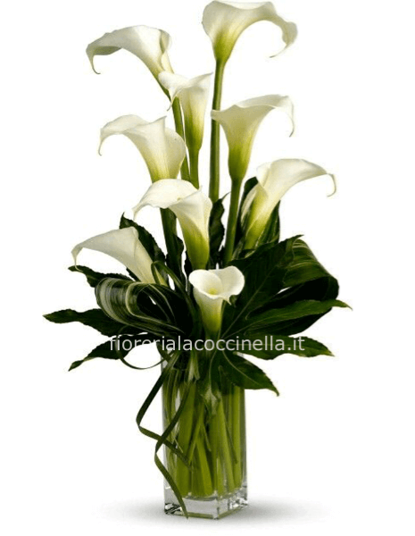 Tralcio di Calle Bianche