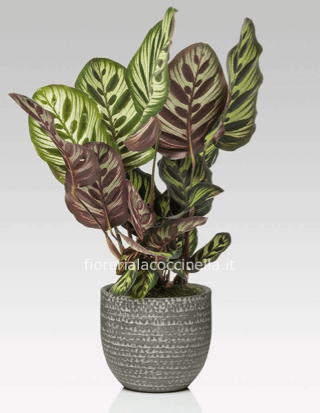 Calathea Makoyana Confezionata