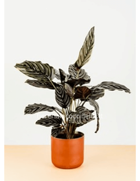 Calathea Ornata 'Sanderiana' Confezionata