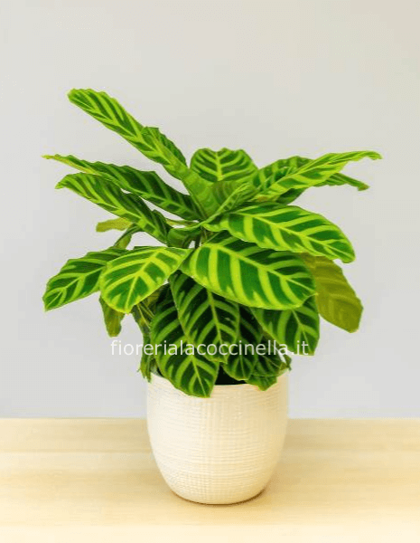 Calathea Zebrina