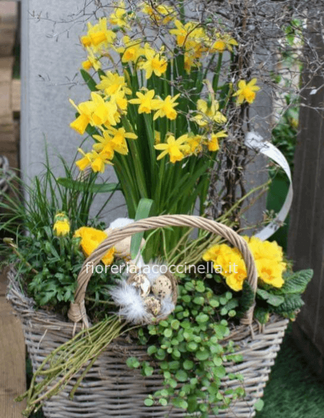 STANDARD CESTO 3 PIANTE MISTI + GADGET PASQUALE