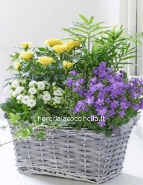 Cesto Piante Miste