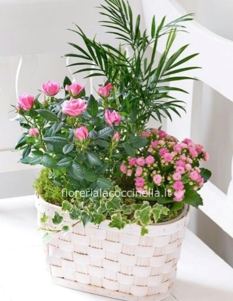 Cesto Piante Miste & Gadget Pasquale