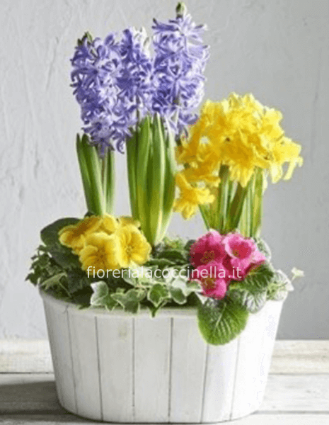 STANDARD CESTO 3 PIANTE MISTI + GADGET PASQUALE