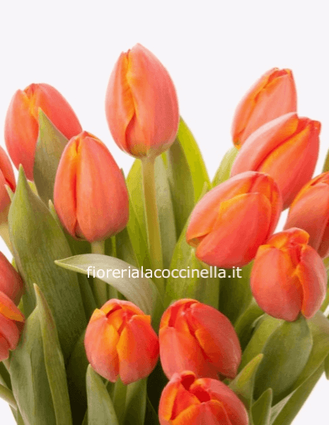 STANDARD TULIPANI ARANCIO