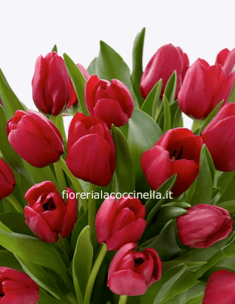 Bouquet Tulipani Rossi 