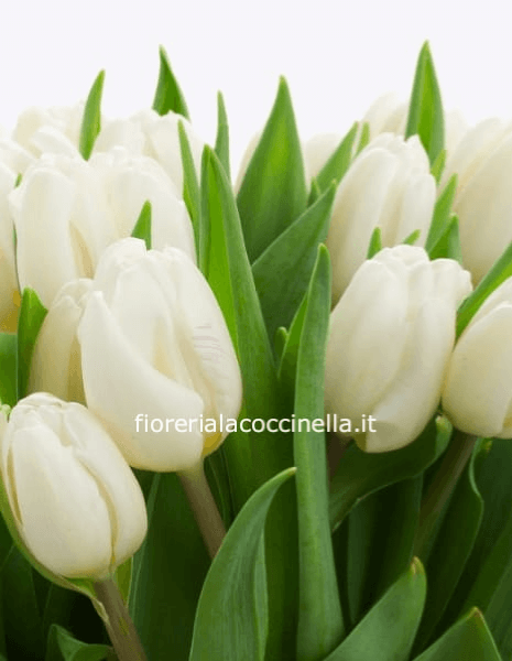 STANDARD TULIPANI BIANCHI