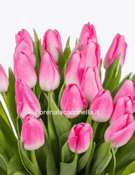STANDARD TULIPANI ROSA