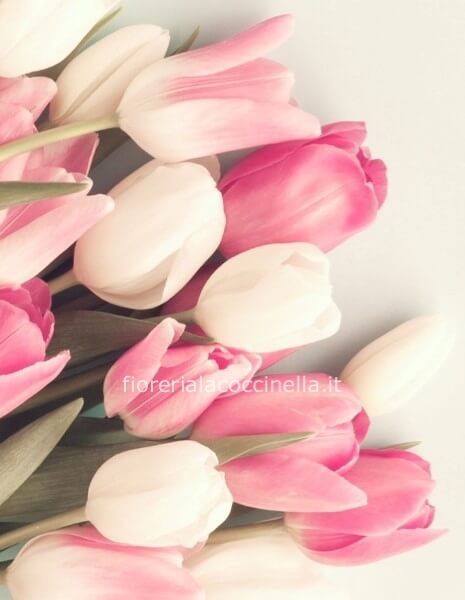 Bouquet Tulipani Bianco e/o Rosa