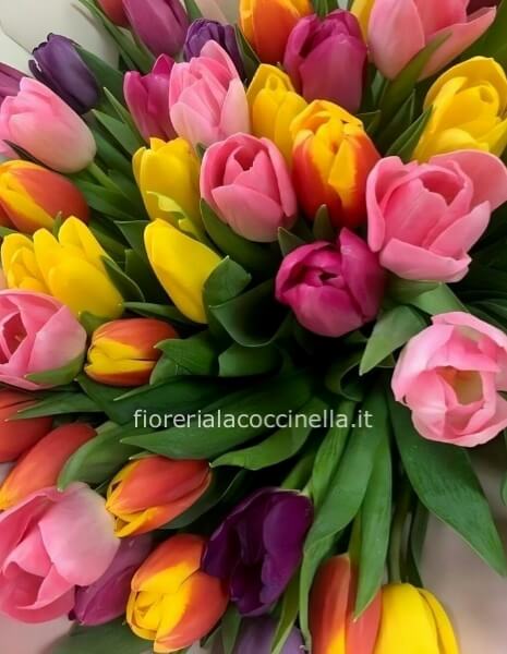 STANDARD TULIPANI MISTI