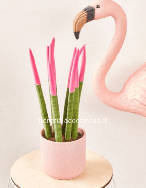 Sanseveria Cilindrica Floccata Rosa + Sottovaso