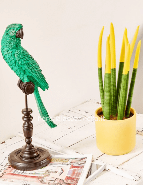 Sanseveria Cilindrica Floccata Gialla + Sottovaso