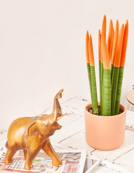 Sanseveria Cilindrica Floccata Arancio + Sottovaso