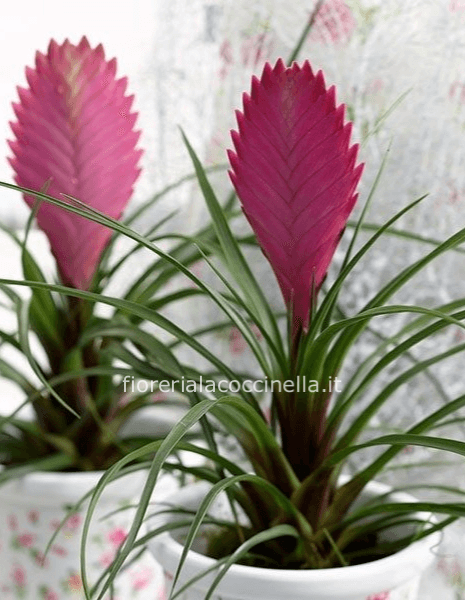 Tillandsia Cyanea Rosa + Sottovaso