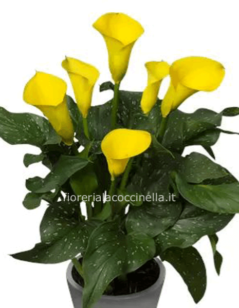 Calla "Zantedeschia" Gialla