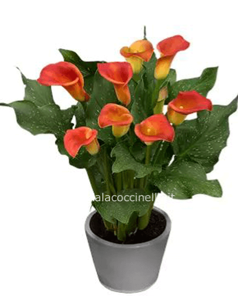 Calla "Zantedeschia" Arancio