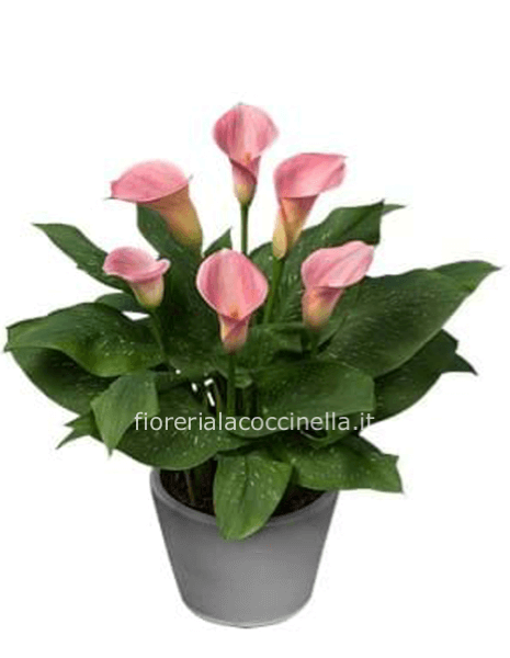 Calla "Zantedeschia" Rosa