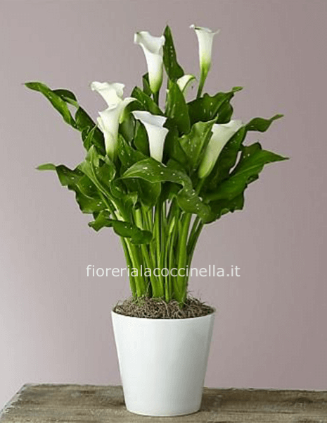 Calla "Zantedeschia" Bianca