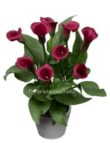 Calla "Zantedeschia" Bordeaux