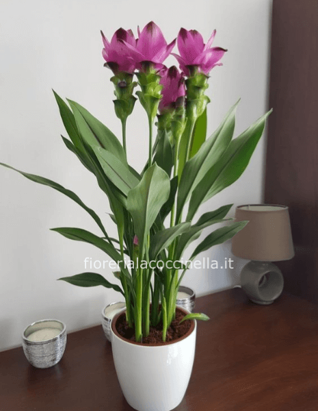Curcuma