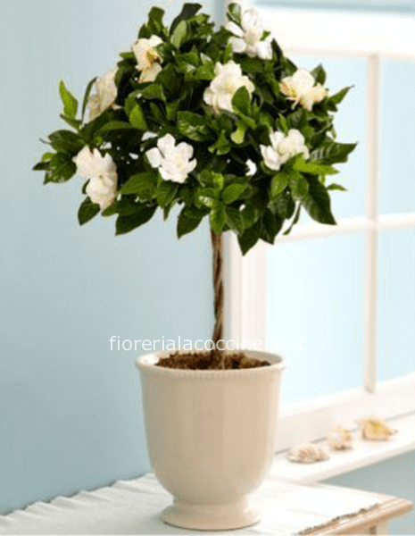 Gardenia Alberello