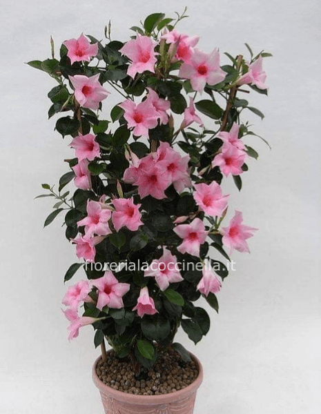 Mandevilla