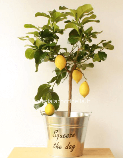 Alberello di Limone