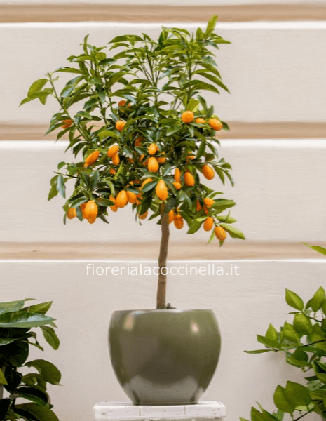 Mandarino Cinese "Kumquat"