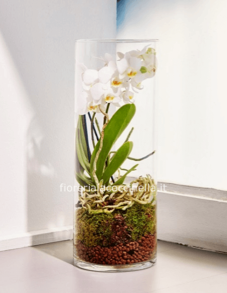 Phalenopsis Idroponica