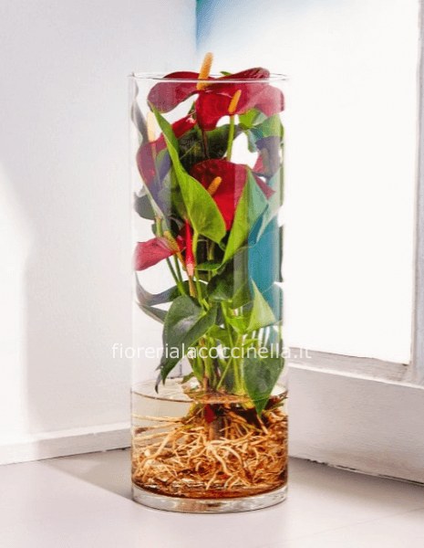 Anthurium idroponico