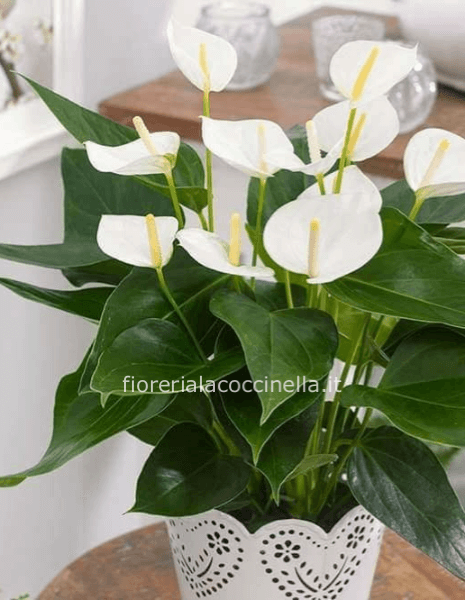 Anthurium Bianco 