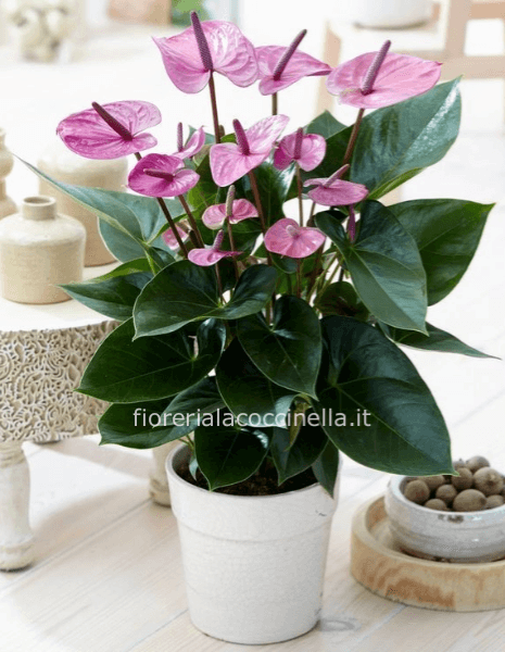 Anthurium Viola