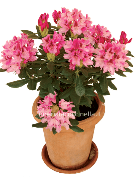 Rododendro