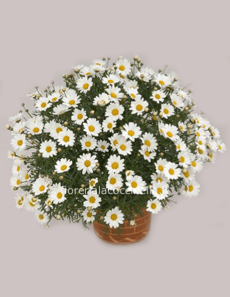Margherita Comune Standard