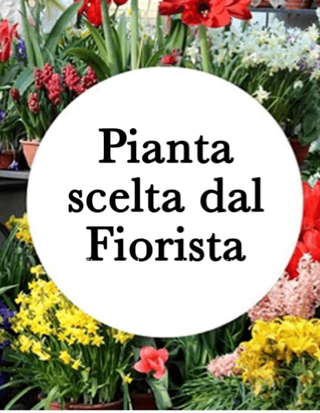 Pianta d´Appartamento scelta dal Fiorista