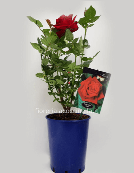Pianta di Rosa