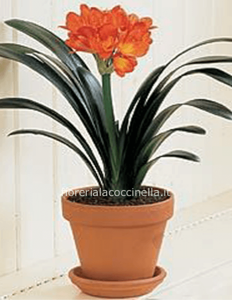 Clivia