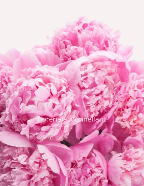 STANDARD PEONIE ROSA